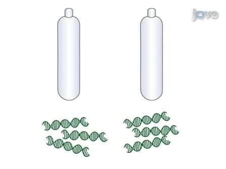 DNA Stable-Isotope Probing DNA-SIP