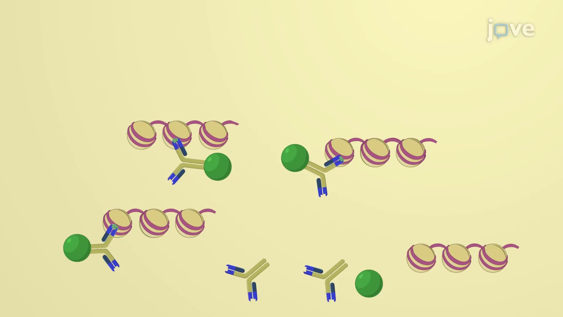 Chromatin Immunoprecipitation Assay: A Technique to Study Protein-DNA Interactions in Cells