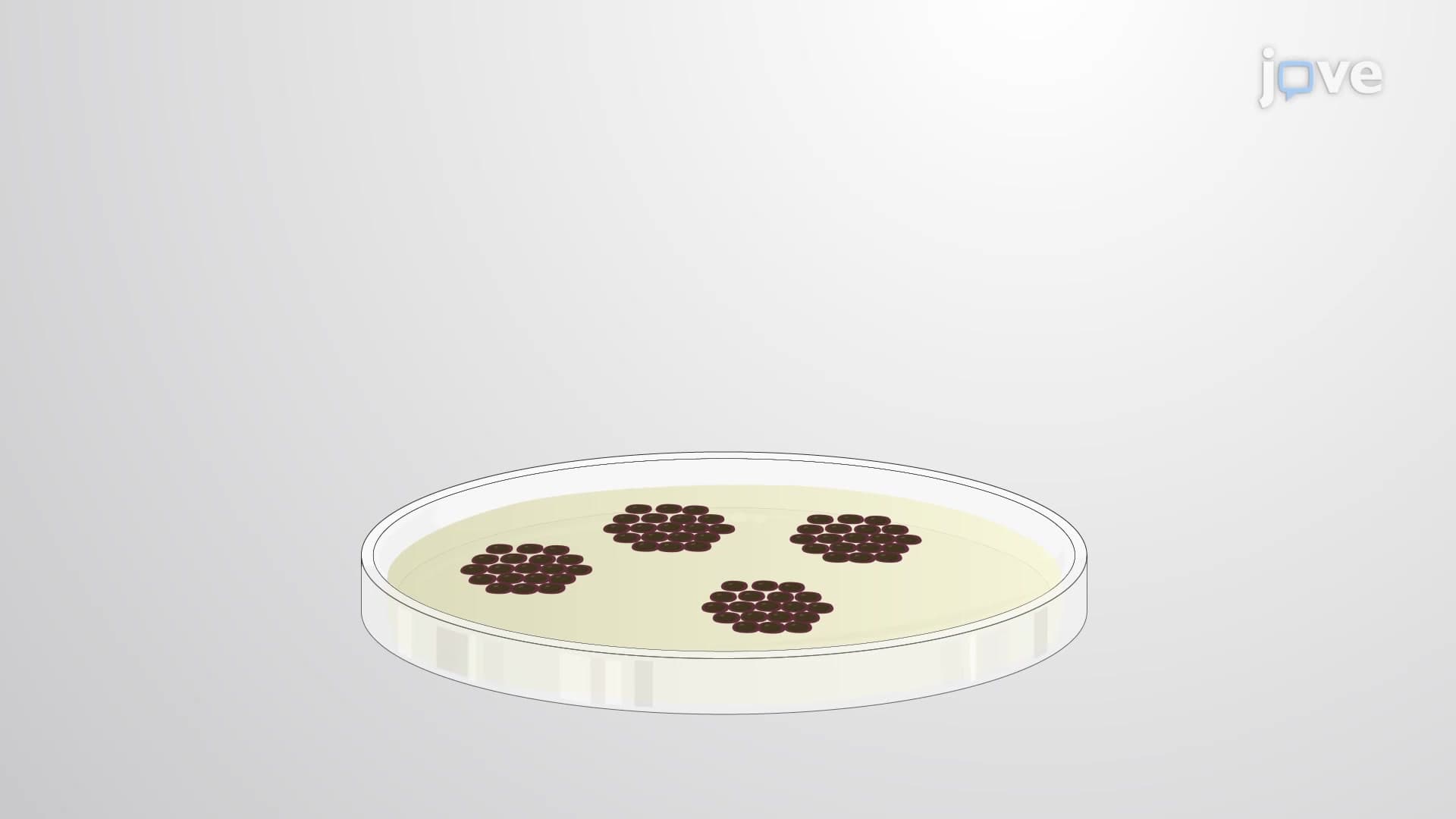 Methyl Cellulose-Based CFU Assay: A Method to Determine the Effect of Anti-cancer Compounds on Colony Formation in Leukemic Cells