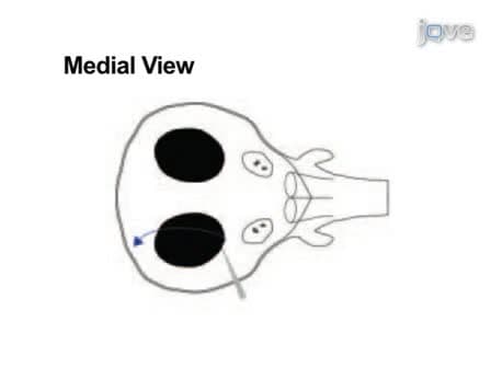 Microdissection of Zebrafish Embryonic Eye Tissues