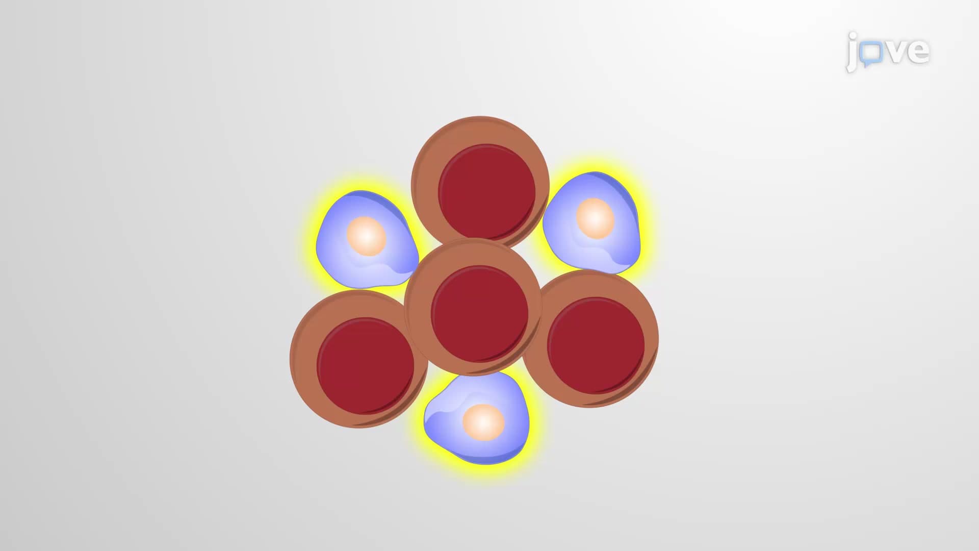 Side Population Assay: A Method to Isolate Side Population of Tumor Cells from Zebrafish