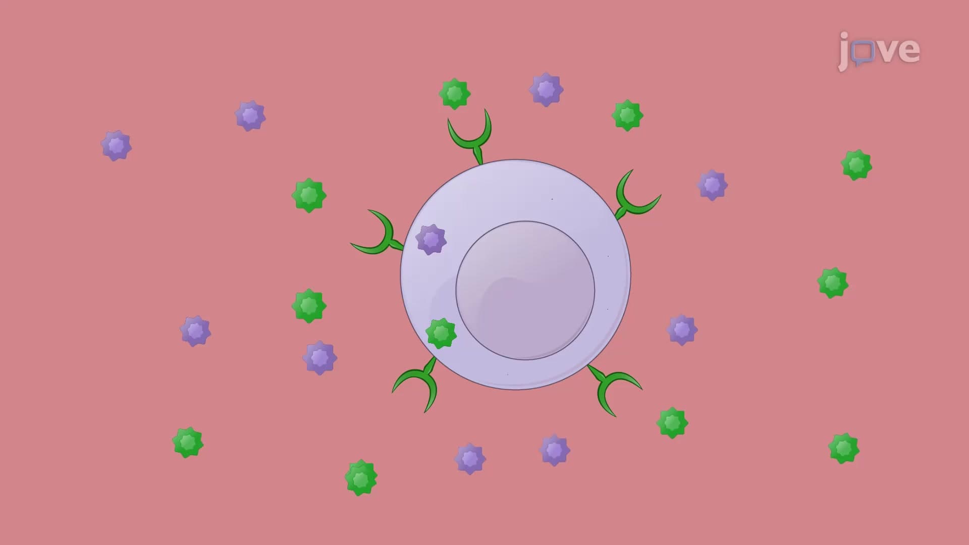 Ex Vivo T Cell Stimulation in the Pancreatic Tumor: A Method to Increase Cytokine Production in T Cells