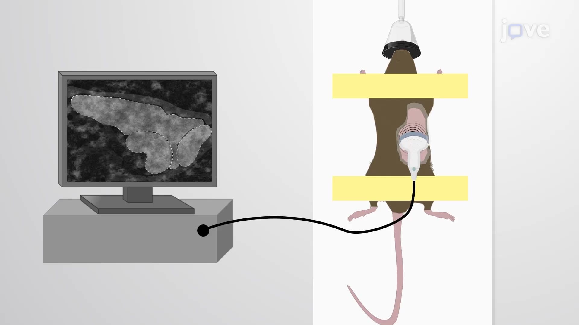 Ultrasound-Guided Implantation: A Technique to Implant Pancreatic Ductal Adenocarcinoma Cells into an Adult Mouse