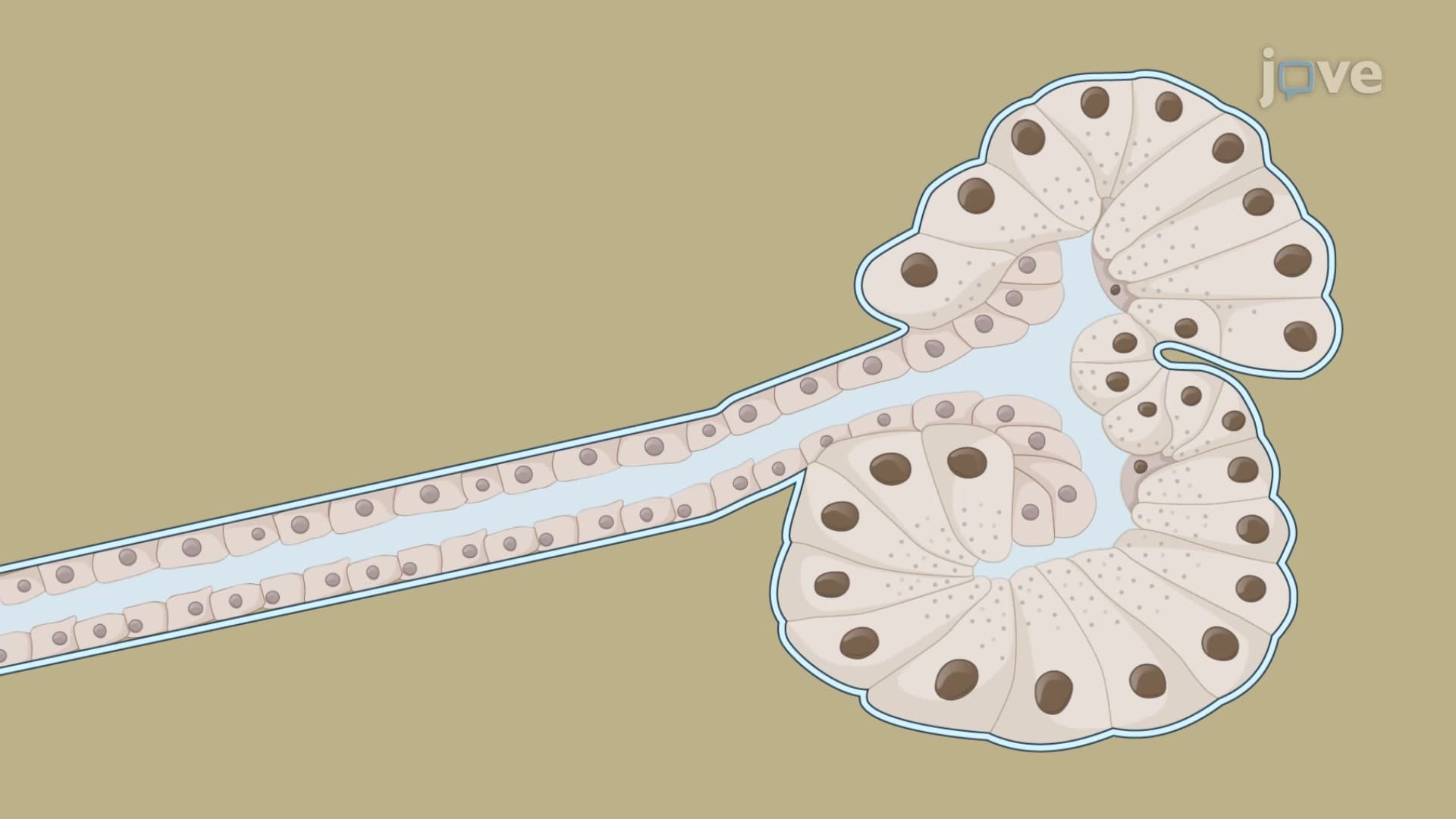 Acinar-to-Ductal Metaplasia Induction: A Method to Study Acinar Cell to Ductal Cell Differentiation in 3D Ex Vivo Culture