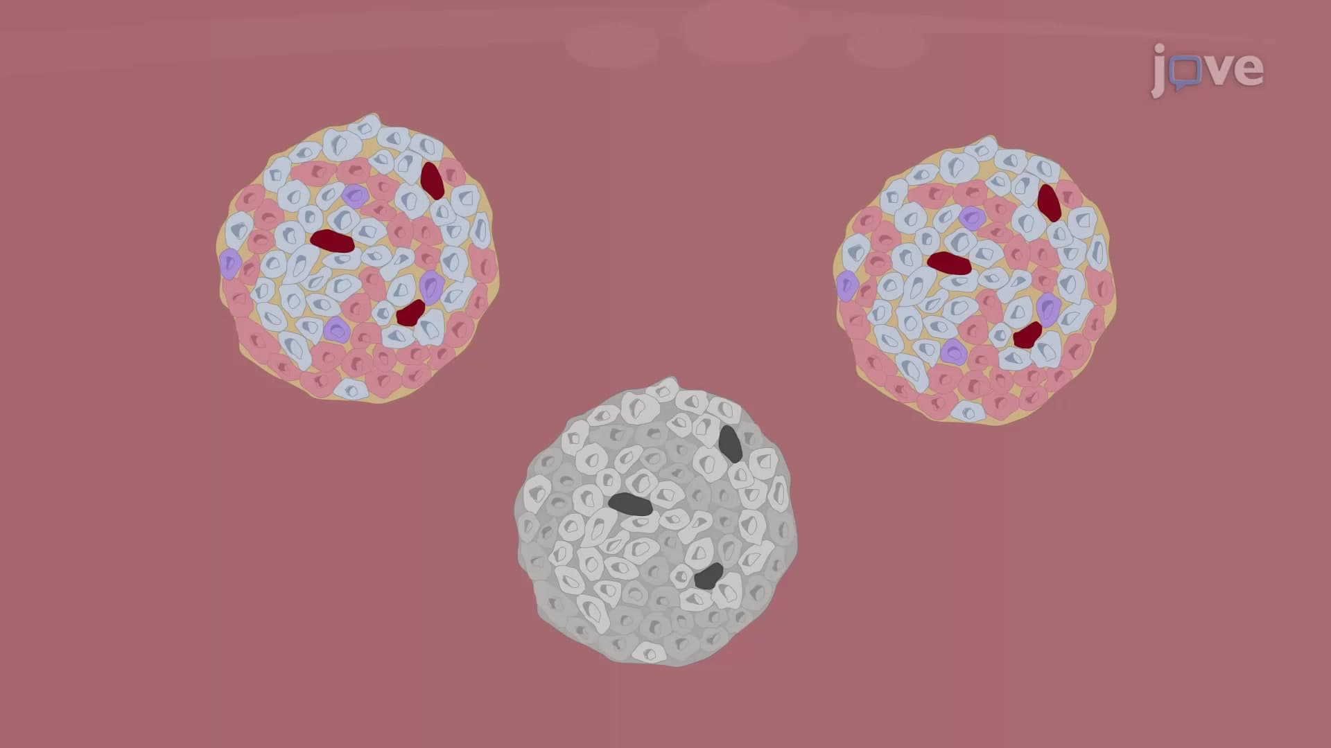 Pancreatic Islets Isolation through Collagenase Perfusion: An Enzymatic Method to Isolate Pancreatic Islet Cells