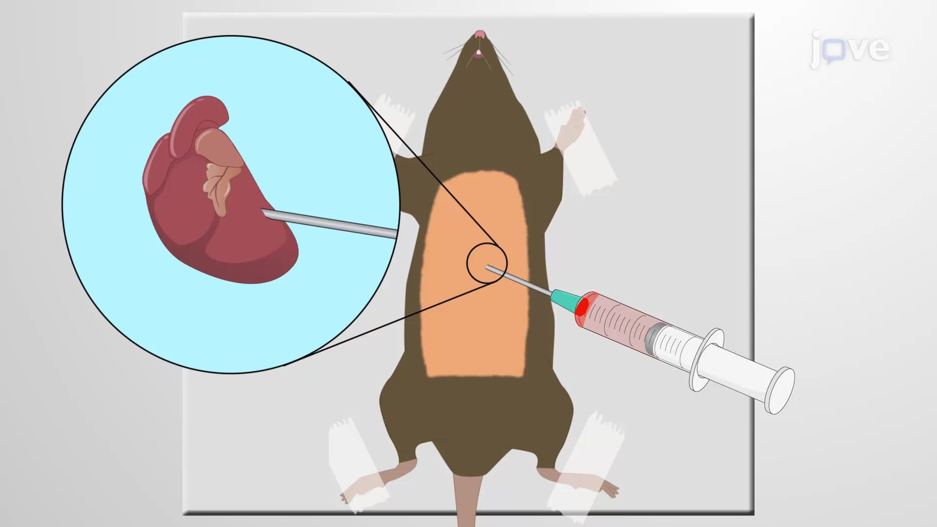 Intracardiac Delivery of Viral Vectors: A Technique to Inject Viral Vectors Intracardially to Study Pancreatic Metastasis in Murine Model