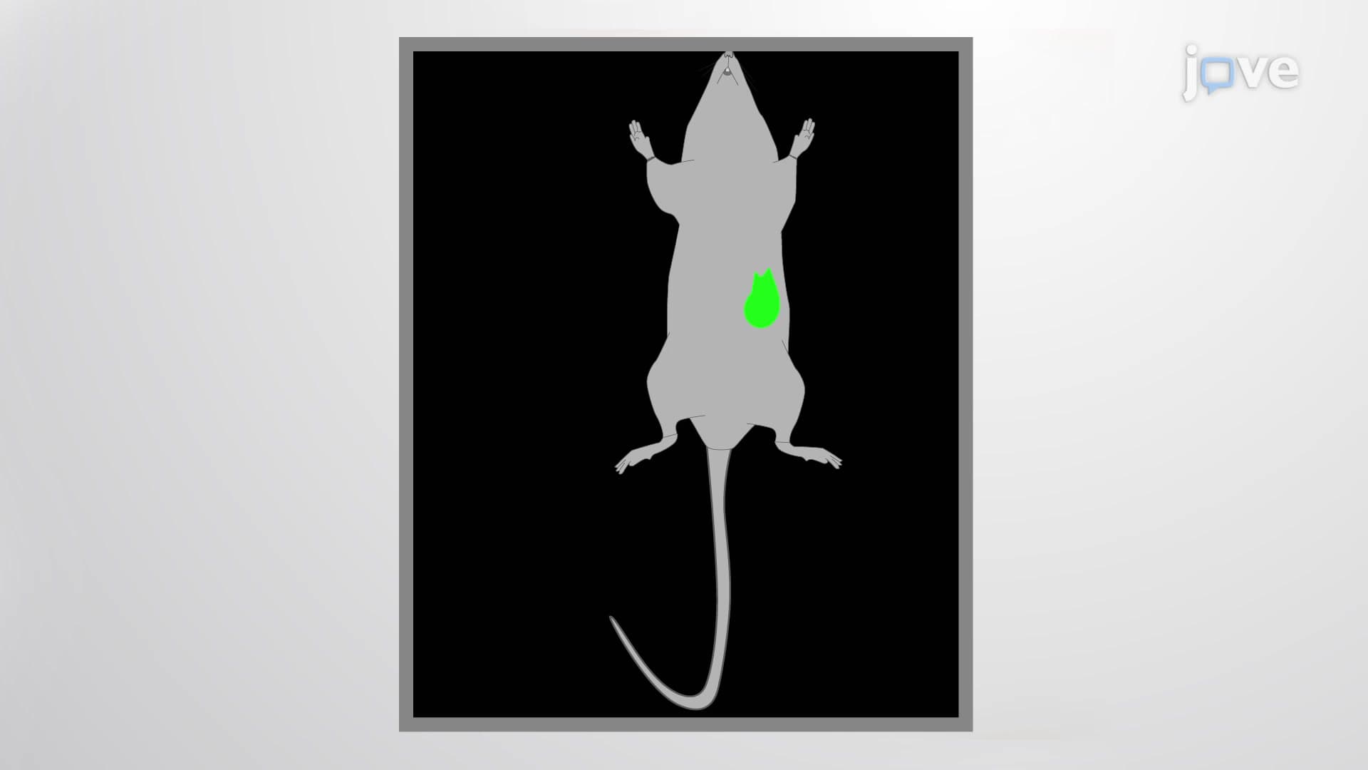 Fluorescent Orthotopic Mouse Model: Implanting GFP Expressing Cancer Cells into Mouse for Assessing Tumor Progression In Vivo