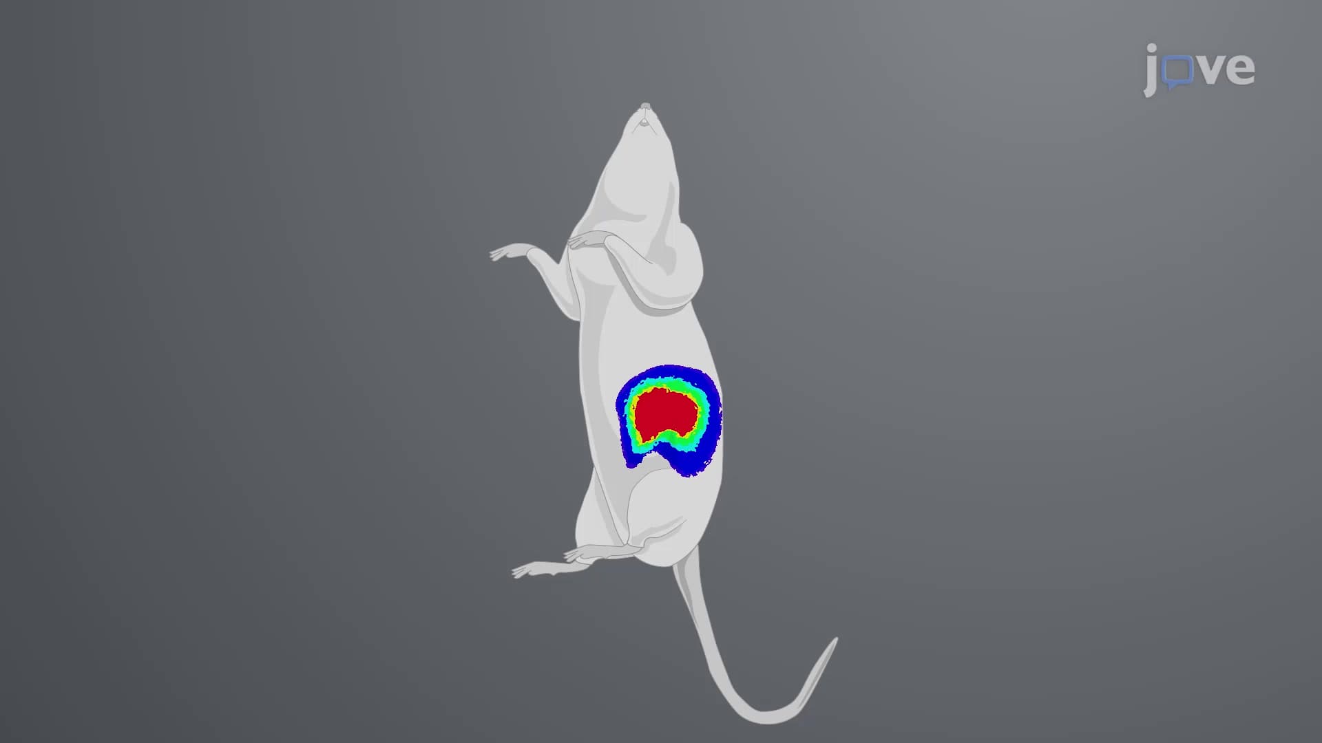 Bioluminescent Orthotopic Pancreatic Cancer Mouse Model: A Non-invasive Technique to Monitor Cancer Progression in Mice