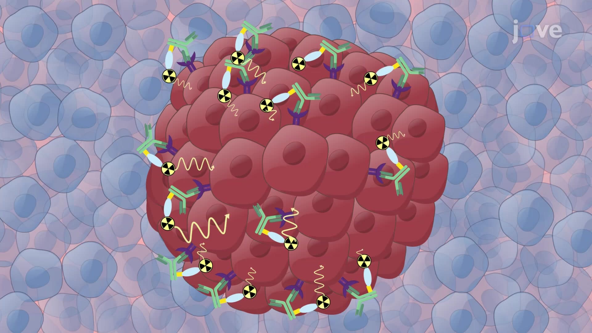 Pretargeted Radioimmunotherapy: A Method for Targeted Delivery of Therapeutic Radionuclides to Tumors