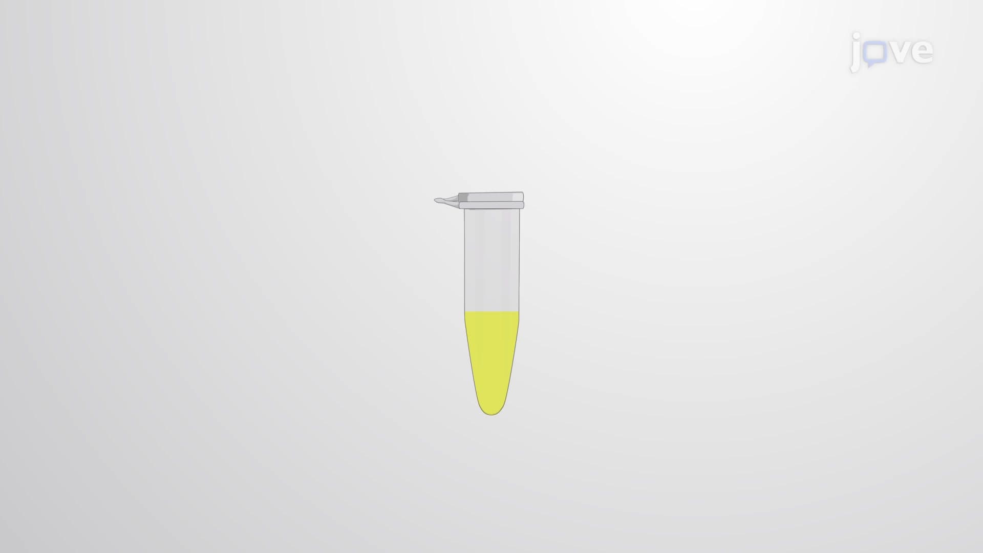 Stool Microbial DNA Isolation: Studying the Effect of Environmental Enrichment on Microbiome Diversity in Murine Tumor Model
