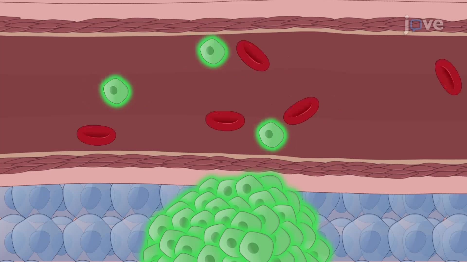 Spontaneous Metastasis Mouse Models: A Platform to Study the Metastatic Potential of Orthotopically Injected Colorectal Cancer Cells