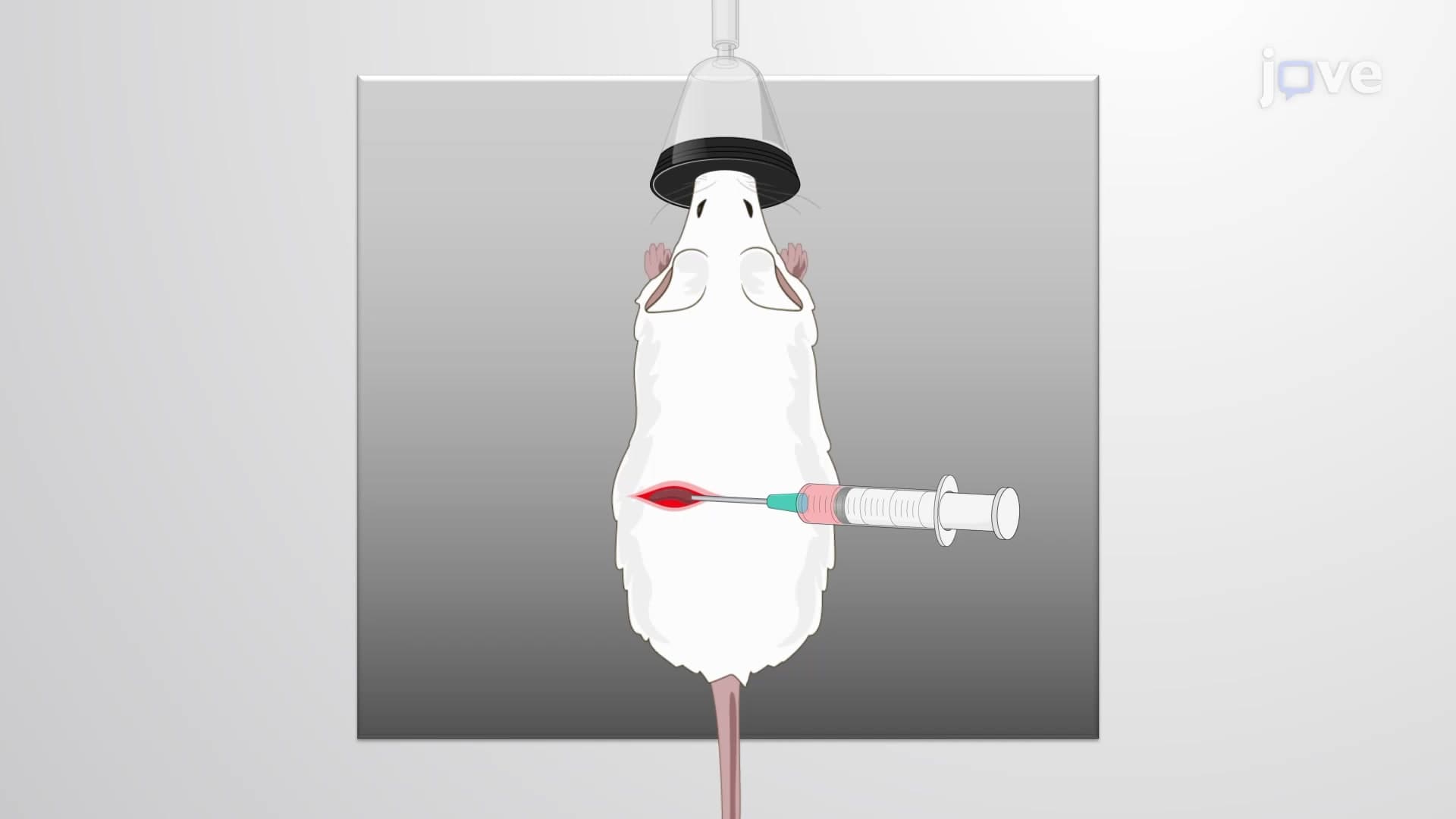Establishing Experimental Metastases Mouse Model: Implanting GFP Expressing CRC Organoid Cells in PDX Model to Detect Micrometastases