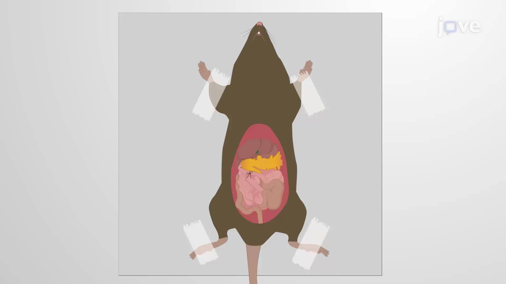 Murine Ileal Resection Model: Studying Ileectomy-Induced Bile Metabolism in Murine Model