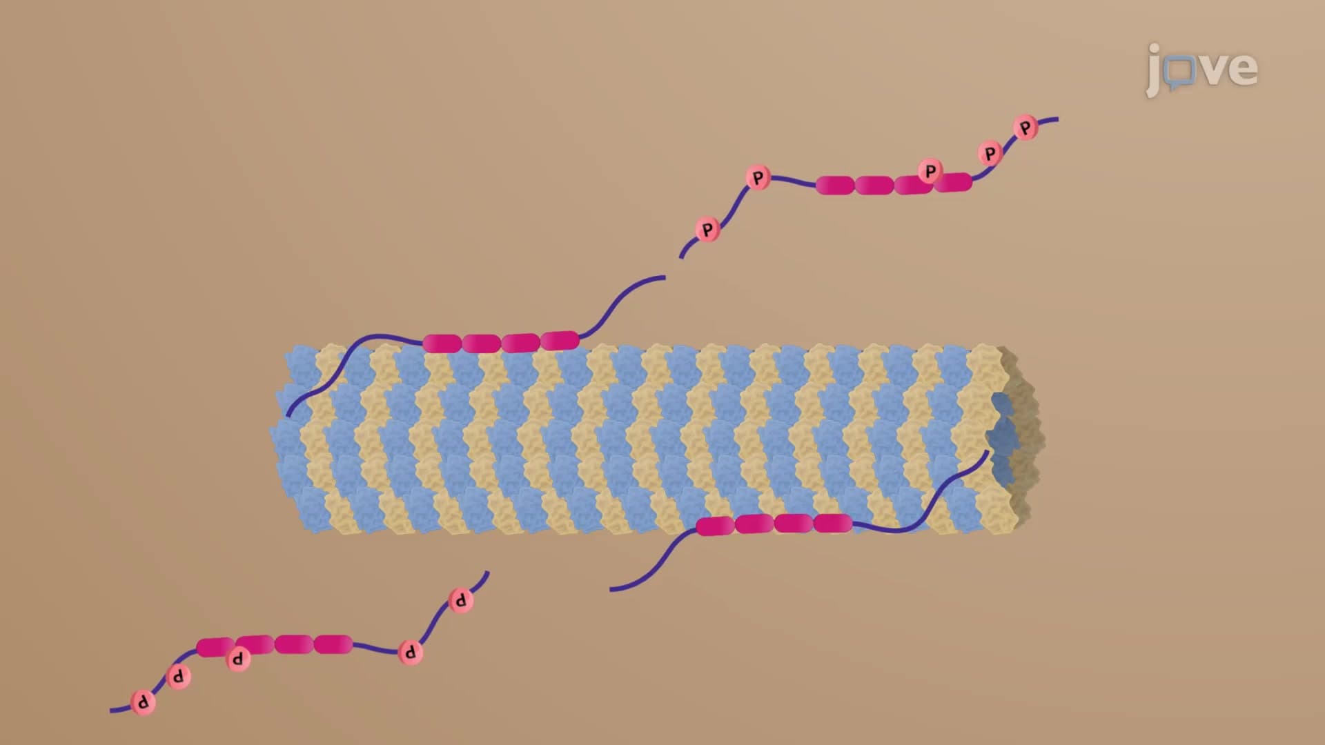 Microtubule Binding Assay in CRC Cells: A Method to Examine Microtubule Binding Tau Protein in Colorectal Cancer Cells