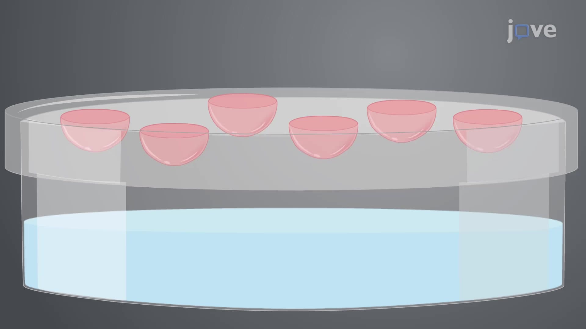 Hanging Drop Method: A Technique to Generate 3D Melanoma Spheroids