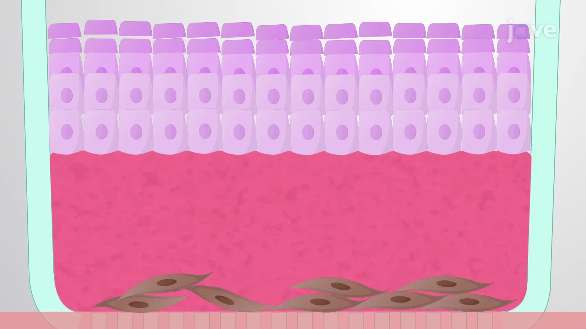 Generation of Organotypic Full Skin Reconstructs: A Procedure to Establish 3D Skin Model Using Human Skin Samples