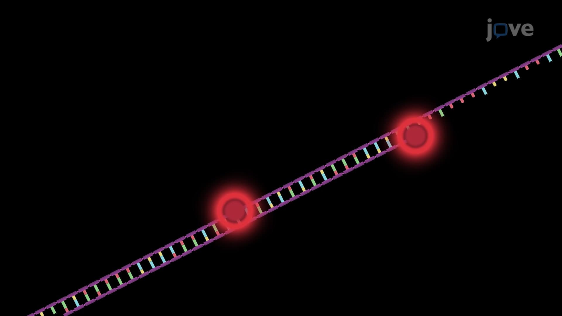 HCR-DNA FISH: A Fluorescence In Situ Hybridization Technique to Detect Viral DNA in Infected Cells