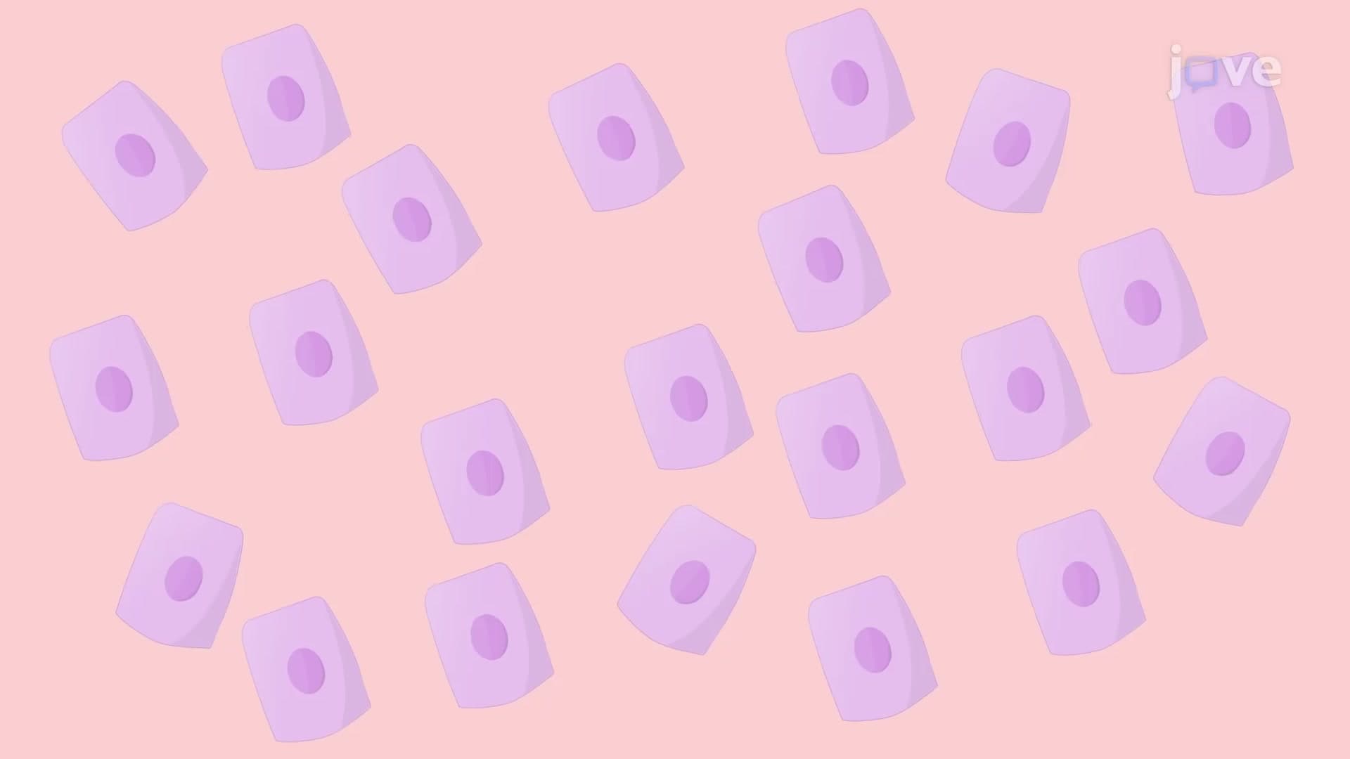 Human Skin Keratinocyte Isolation: A Method to Culture Primary Keratinocytes from Skin Samples