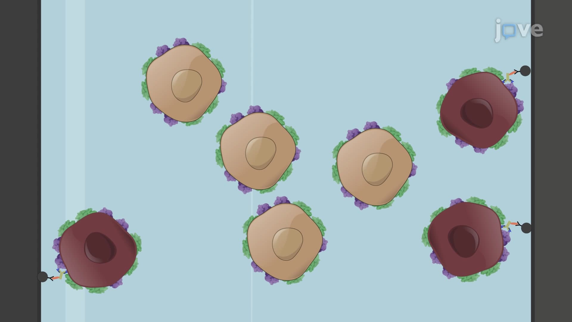 Melanoma Stem Cell Isolation: A Method to Obtain CD133 Positive and Negative Melanoma Cells Using Magnetic-activated Cell Sorting