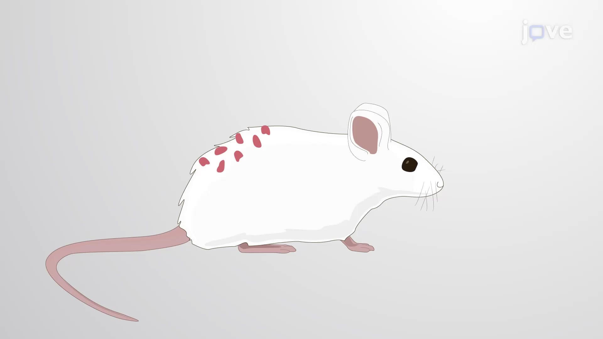 Chemical-induced Two-stage Skin Carcinogenesis Model: An Experimental In Vivo Mouse Model of Skin Cancer