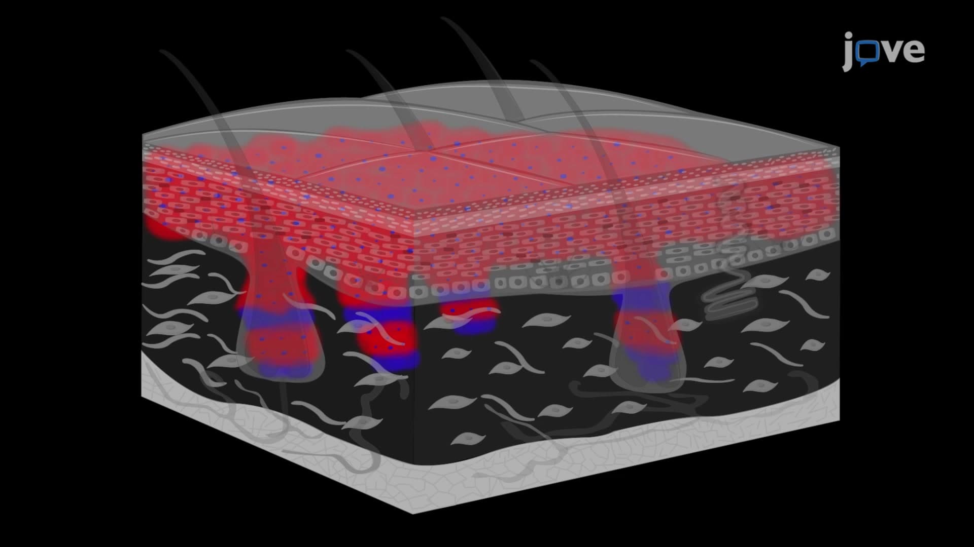 CUBIC-based Protein Expression Visualization: A Procedure for Visualizing Protein Expression in Full Thickness Mouse Skin Biopsies