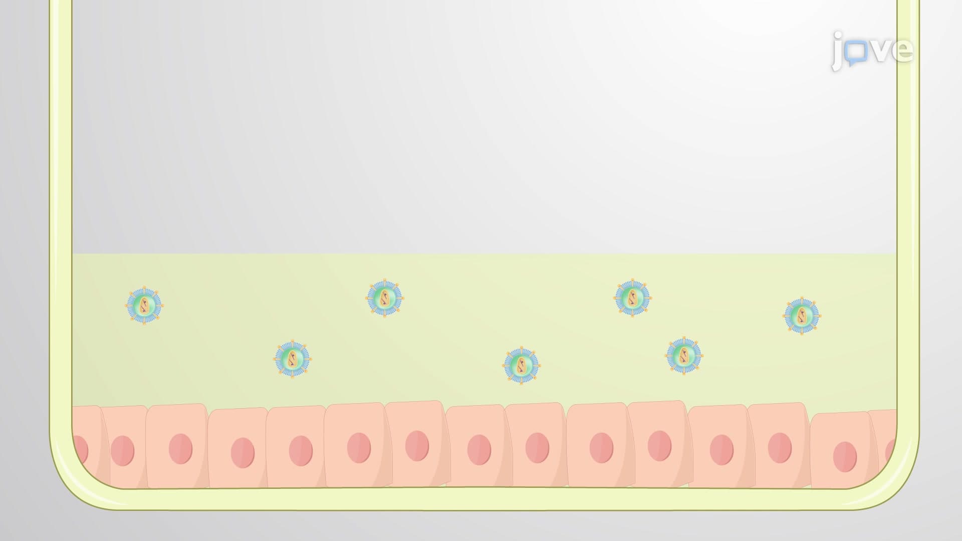 Genetic Modification of Primary Human Keratinocytes: A Method for Genetically Manipulating Keratinocytes Using Recombinant Retroviruses