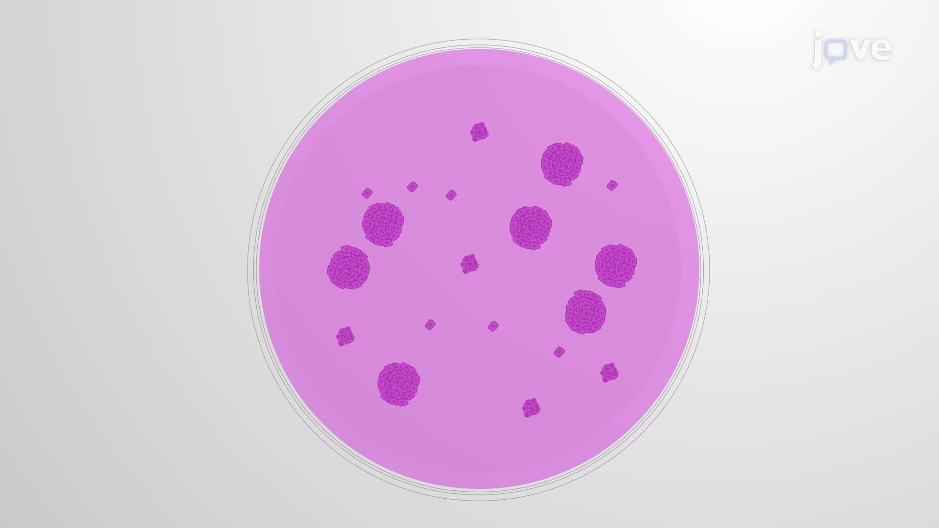 Keratinocyte Colony Formation Assay: An In Vitro Assay to Assess the Ability of Keratinocytes to Grow into Colonies