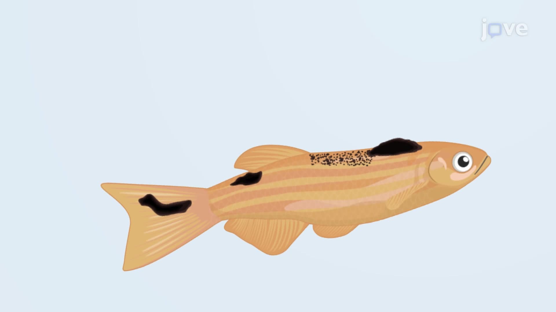 miniCoopR Vector-based Transgenesis: A Technique to Screen Melanoma-inducing Genes in Zebrafish Tumor Model