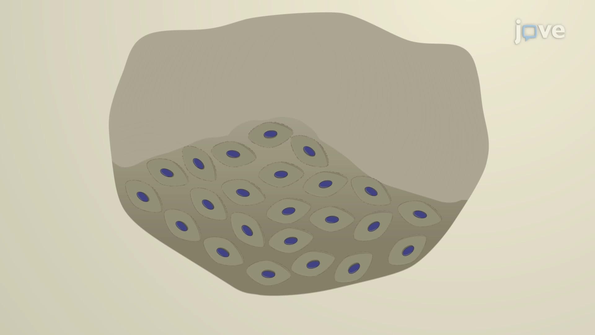 Antibody Staining of Scale Melanocytes: A Technique to Detect Transcription Factors Expressed in Dorsal Scale-associated Melanocytes of Zebrafish Models
