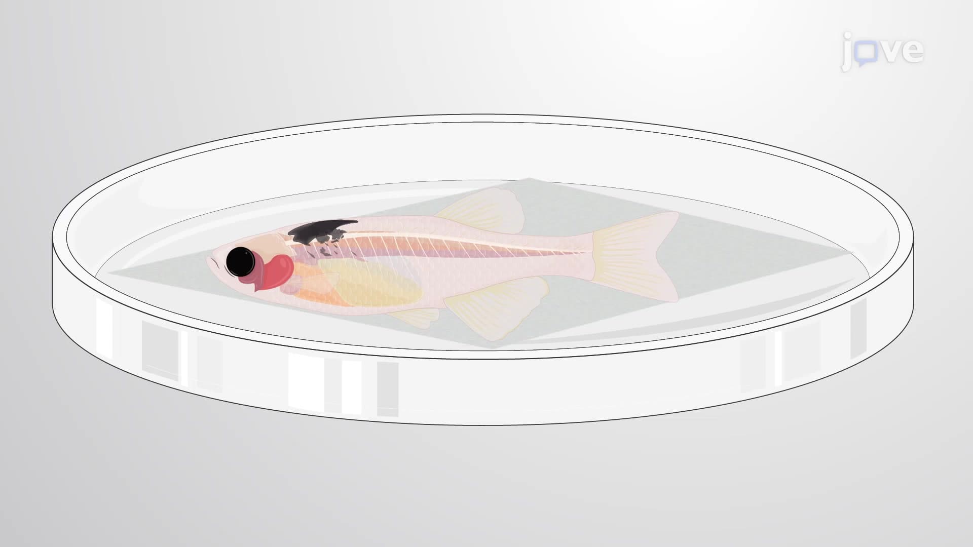 Subcutaneous Transplantation Assay: A Method to Transplant Melanoma Cells from a Donor to a Recipient Zebrafish Model