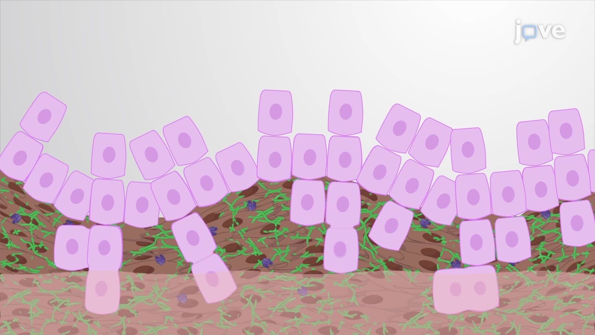 Tumor Cell Invasion Assay: A 3D In Vitro Native Matrix-based Method to Assess Epithelial-mesenchymal Cell Interactions