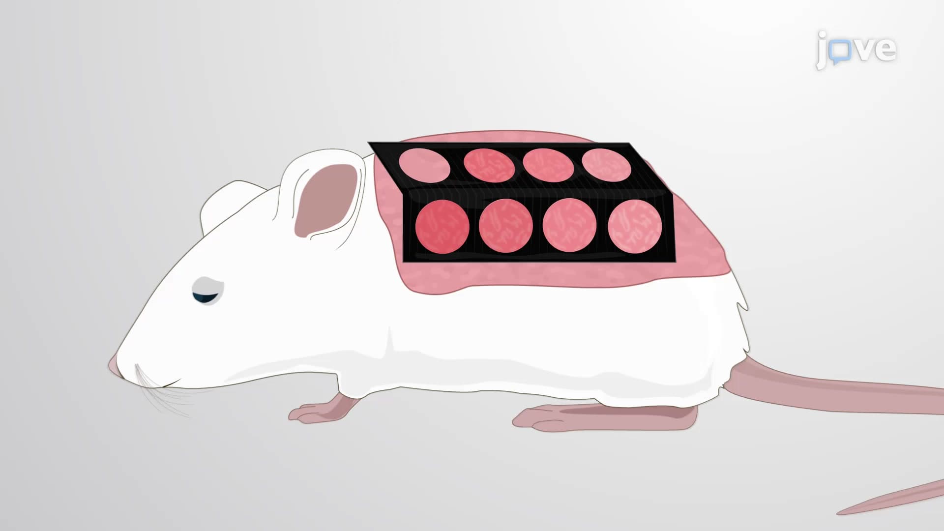 Minimum Erythematous Dose Assay: A Method for Measuring UV Sensitivity in Mouse Models