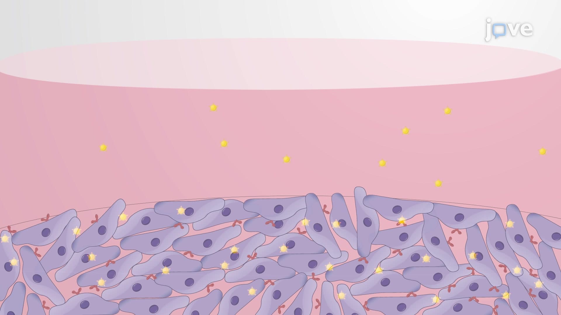 Functionalized Nanoparticle Targeting of Ovarian Cancer: A Technique to Facilitate Folic Acid-conjugated Nanoparticle Contrast Agent Uptake by Ovarian Cancer Cells