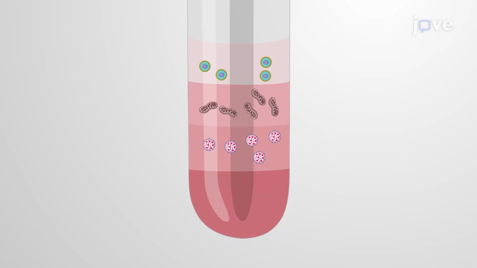 Mitochondrial Isolation: A Technique to Isolate Mitochondria from Human Ovarian Cancer Tissue Sample
