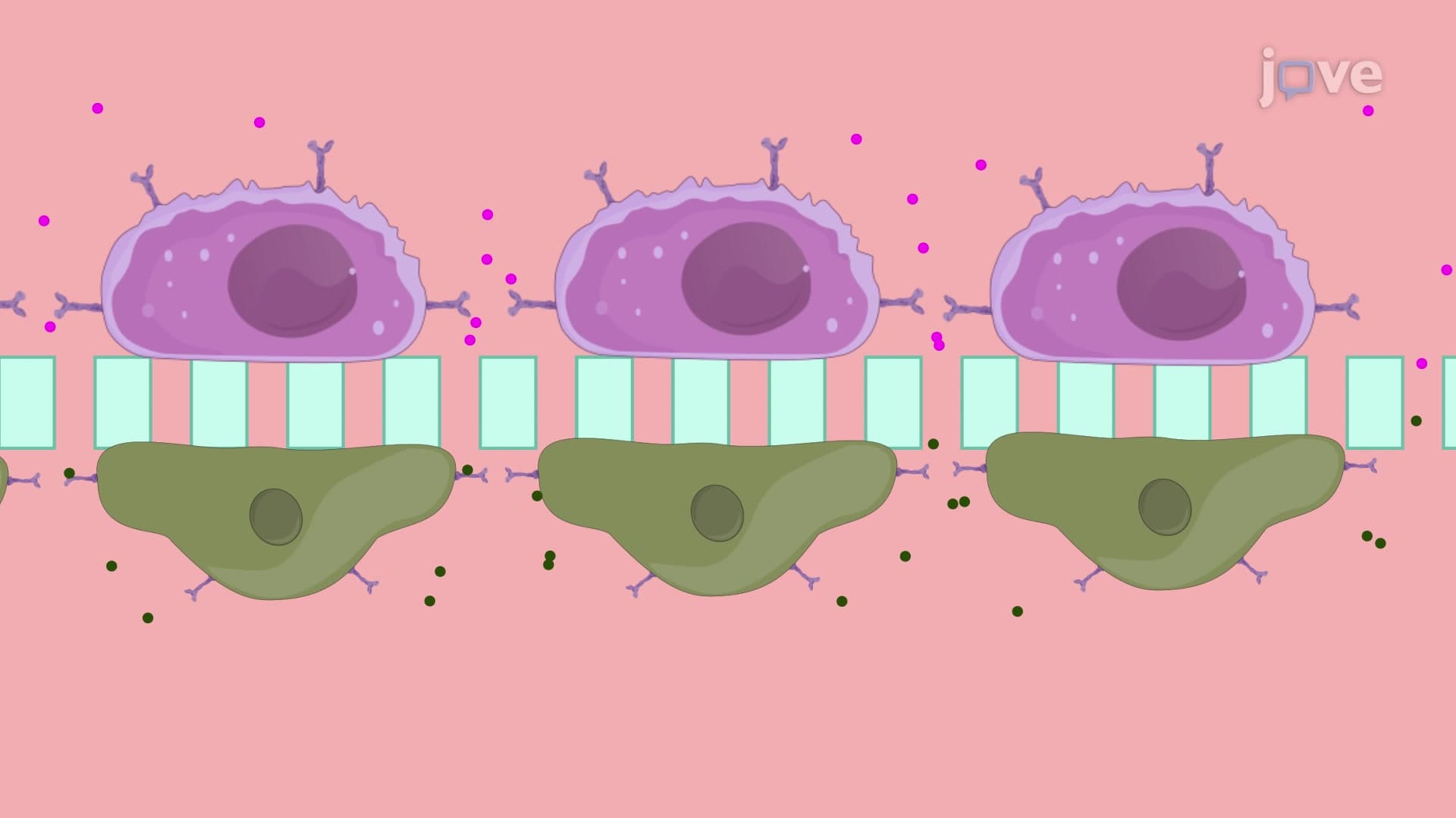 Proximal Culture System: An In Vitro Culture Technique to Study Paracrine Signaling Between Cells