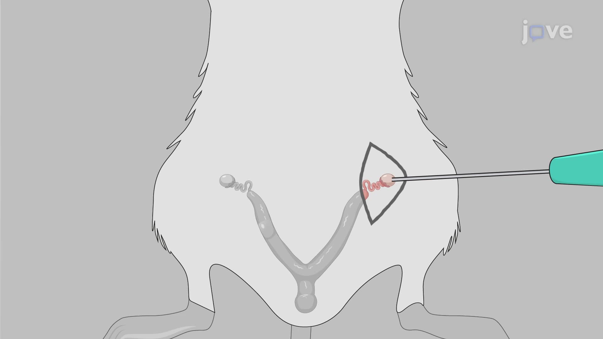 Orthotopic Inoculation of Ovarian Cancer Cells into Murine Ovary: A Procedure to Establish an Ovarian Cancer Mouse Model to Study Peritoneal Dissemination of Cells