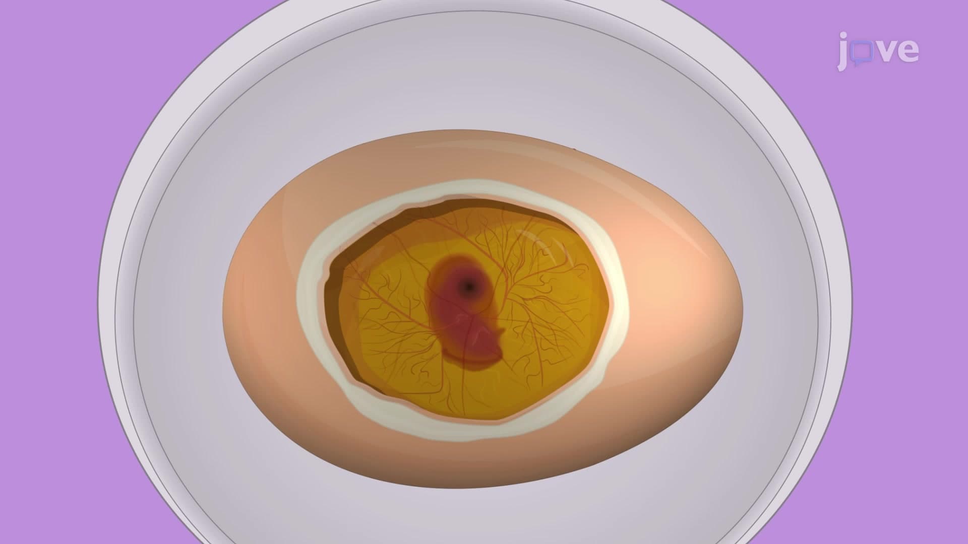 Egg Windowing: A Method of Opening Fertilized Chicken Egg Shell to Expose Chorioallantoic Membrane Vasculature