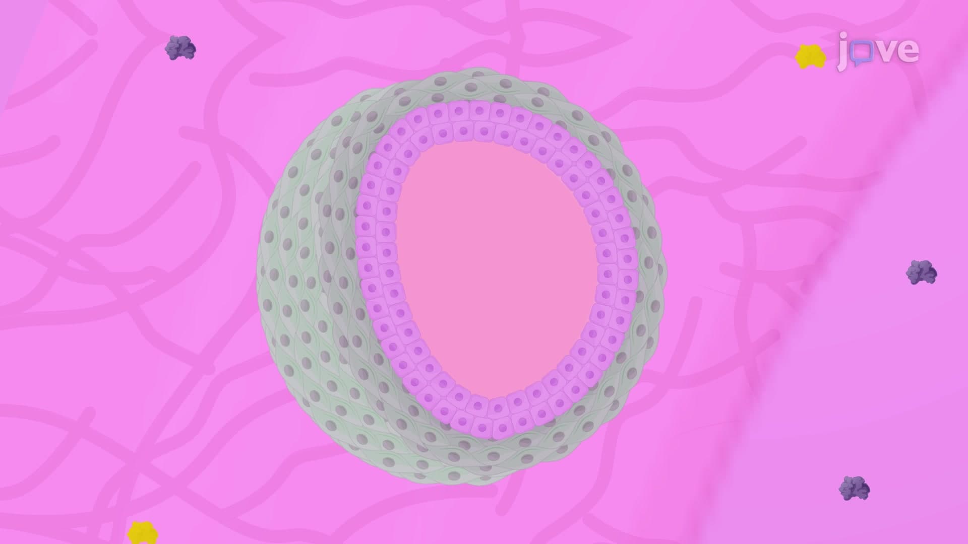 Prostate Organoid Assay: A Matrix Gel Ring-based Ex Vivo Culture Technique to Study the Differentiation Capacity of Prostate Epithelial Cells