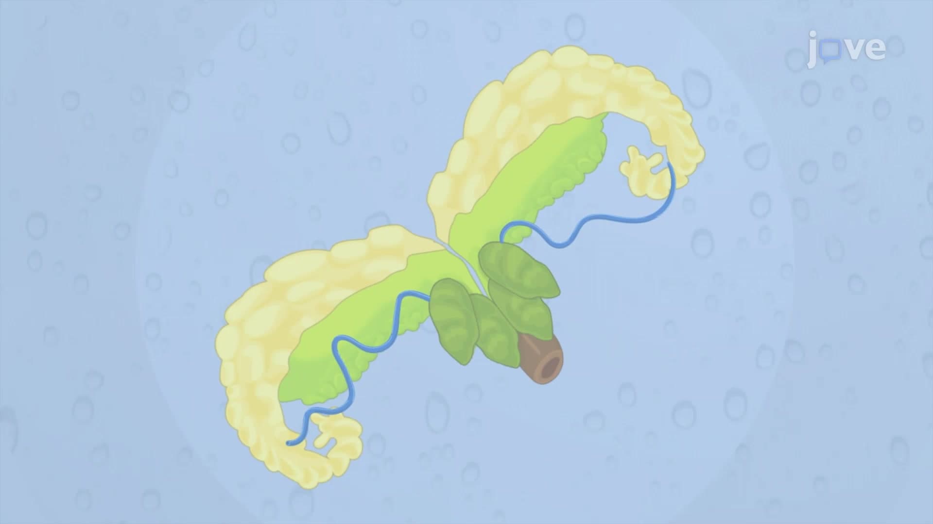 Extracting Prostate from Mouse Urogenital System: A Technique to Separate Prostate Gland from Other Urinary and Genital System Organs in Male Mouse