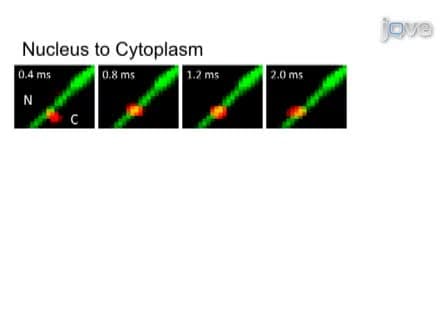 Single-Molecule Imaging of Nuclear Transport