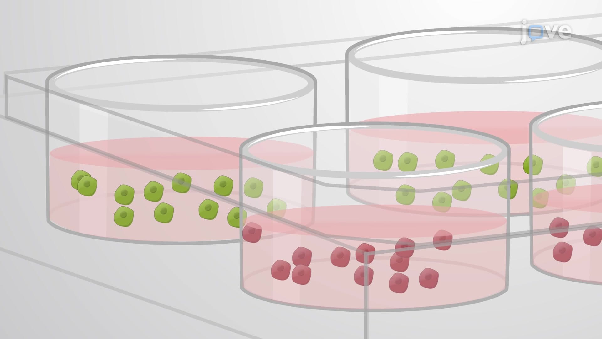 Functional Chemoresistance Characterization: A Method to Evaluate Drug Resistance in Cancer Cells Using Clonogenic Assay