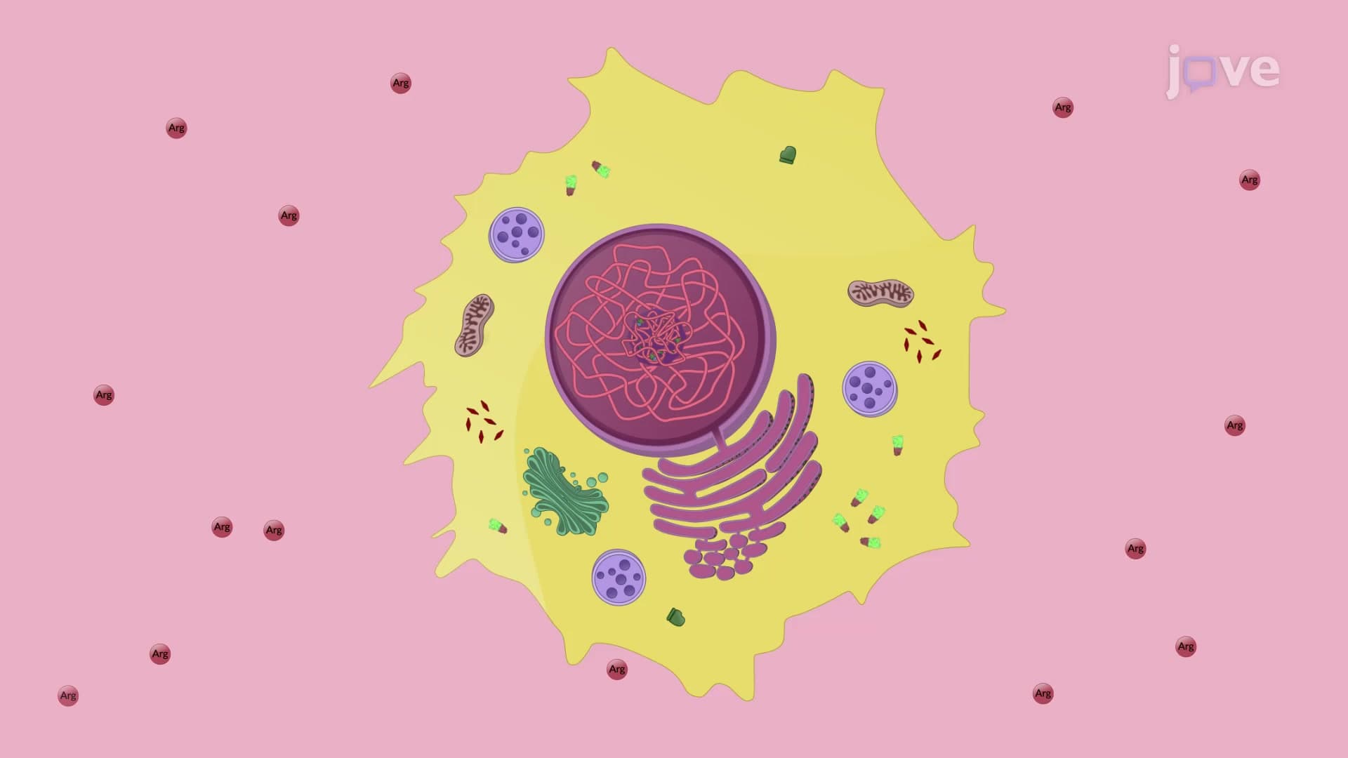 ADI-based Autophagy Induction in Prostate Cancer Cells: An Enzyme-based Technique to Measure Autophagic Response in Cells