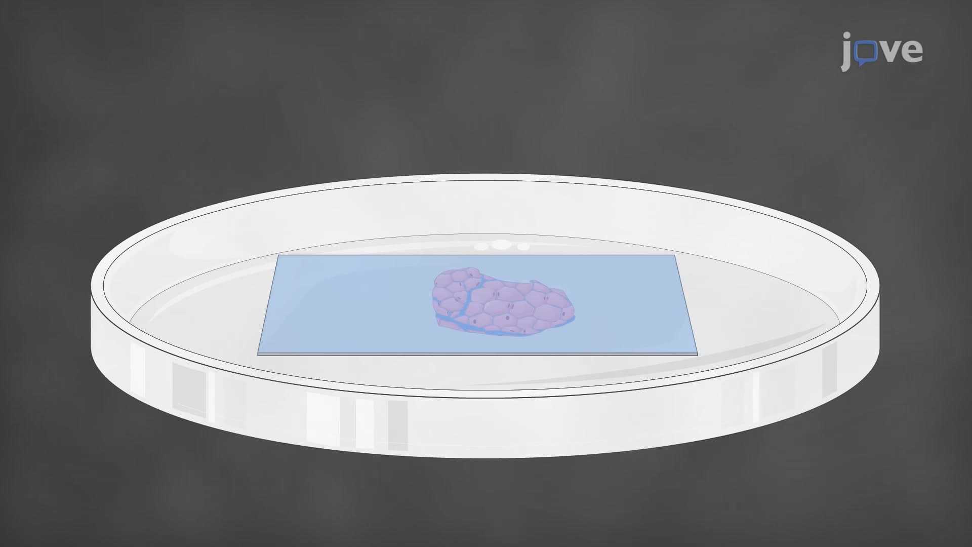 Deparaffinization and Rehydration of Tissue Sections: A Two-step Procedure to Remove Paraffin Wax from FFPE Tissue Slides Followed by Tissue Rehydration
