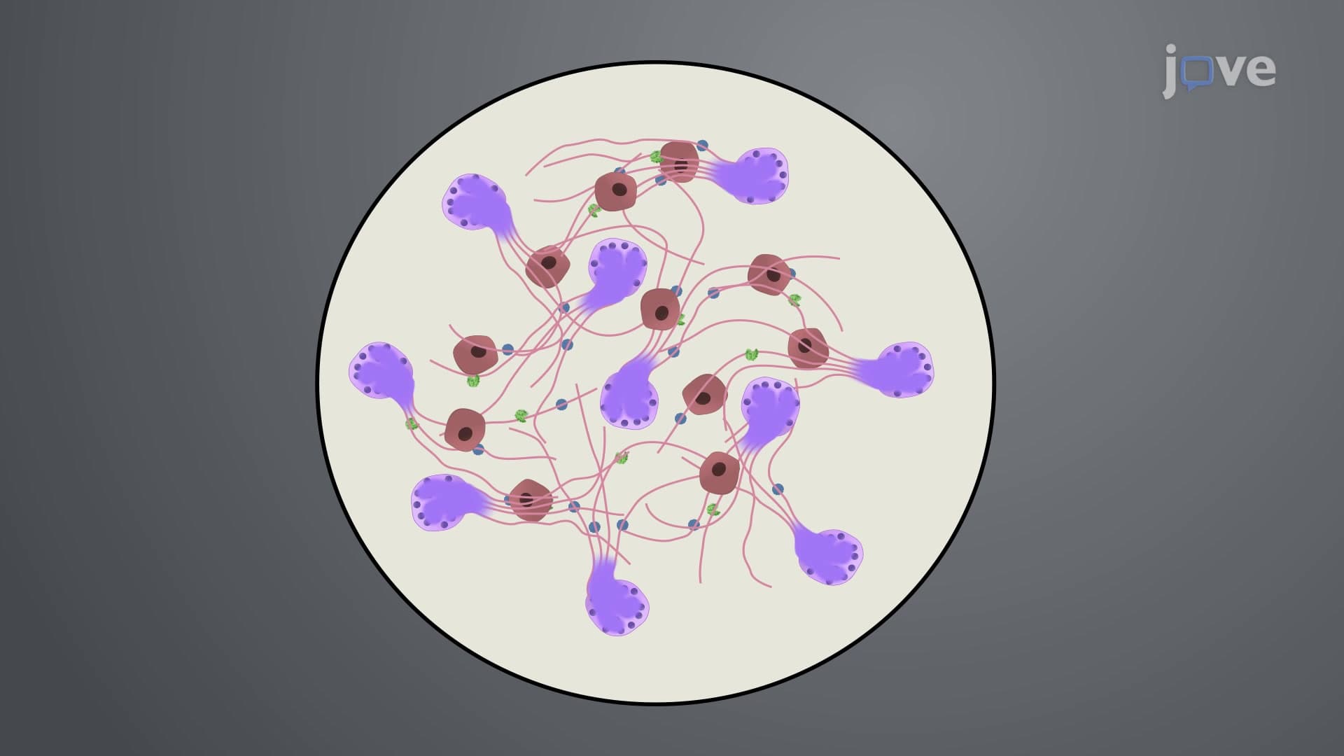 Fluorescence Microscopy of Neutrophil Extracellular Traps or NETs: A Technique to Observe Adhesive Interaction Between Cancer Cells and NETs