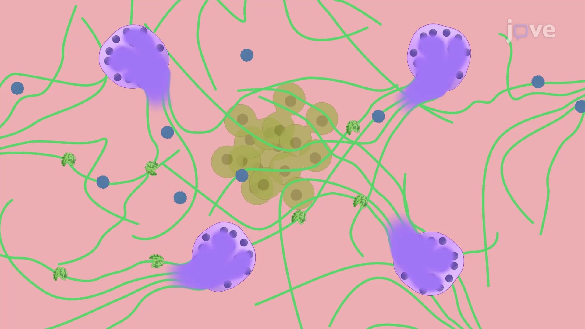 Time-lapse Fluorescence Microscopy of Neutrophil Extracellular Traps or NETs: A Technique to Analyze Post-adhesion Interaction between Cancer Cells and NETs
