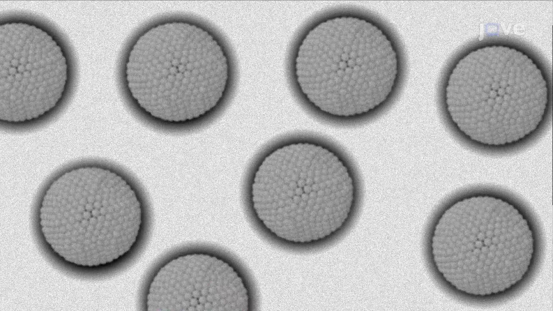 Negative Staining of Purified Exosomes: A Procedure to Visualize Exosome Morphology Using Transmission Electron Microscopy