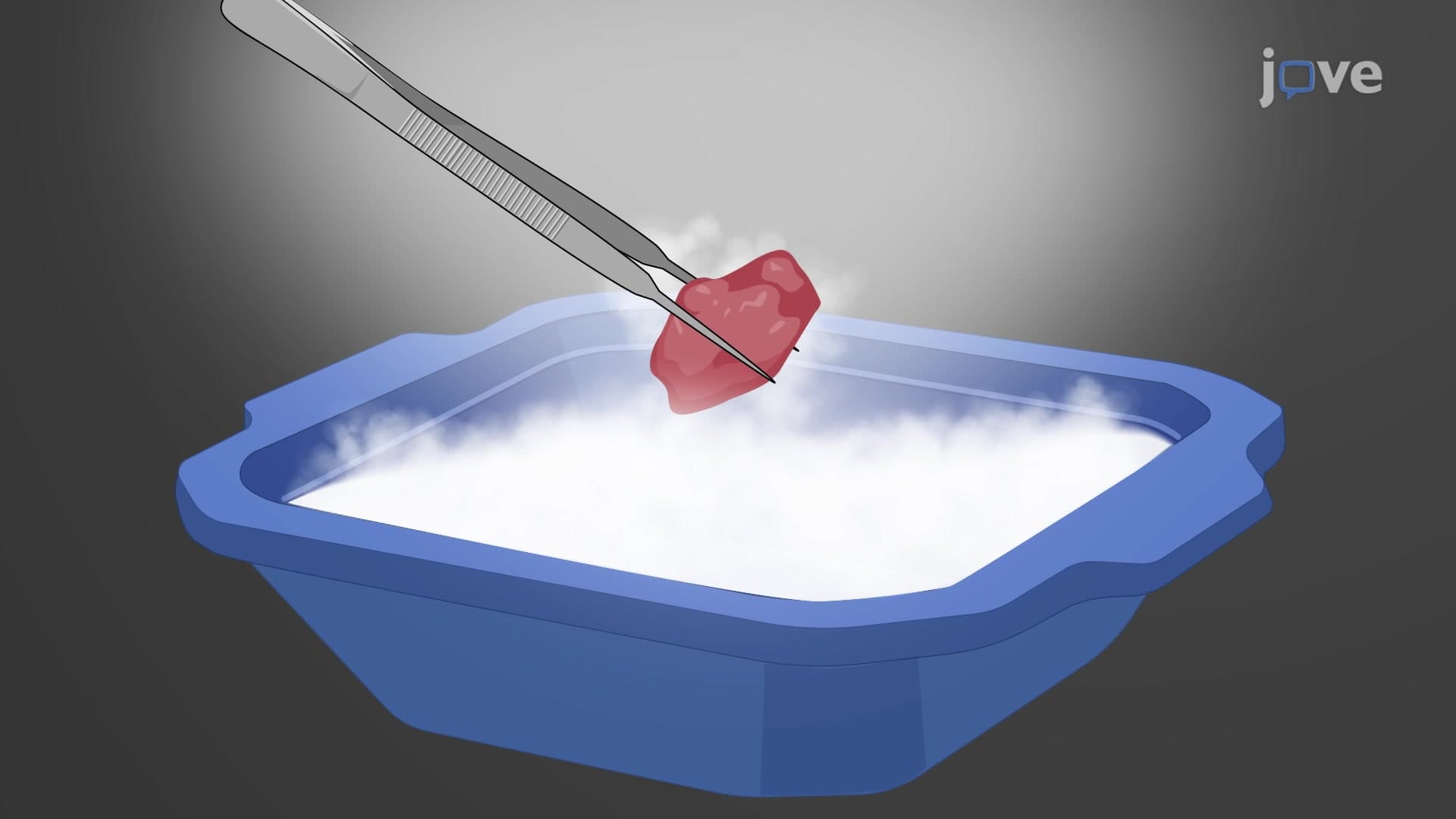 Snap Freezing of Muscle Tissue for Sectioning: A Protocol to Obtain Ultrathin Sections of Rapidly Frozen Murine Muscle Tissue
