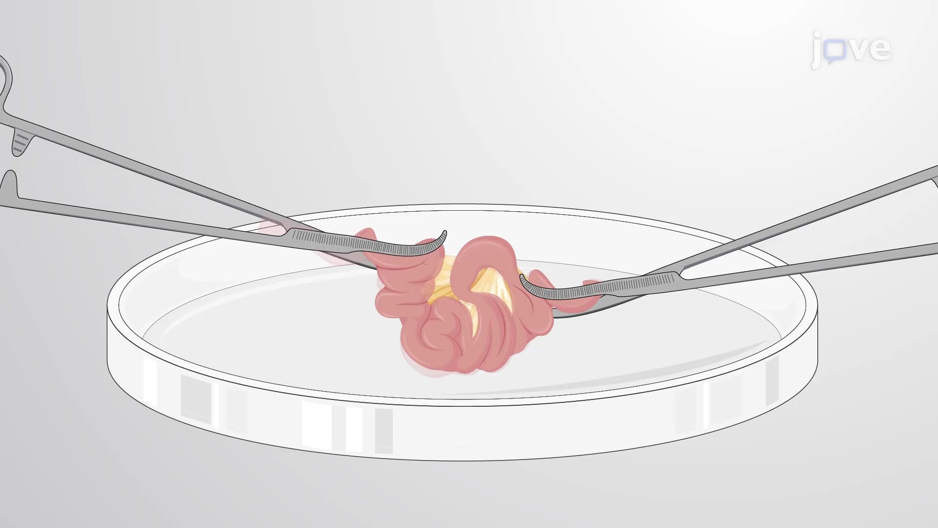 Whole Mount Preparation of Mouse Intestine: Using a Simple Gut-incising Device to Prepare Whole Mount