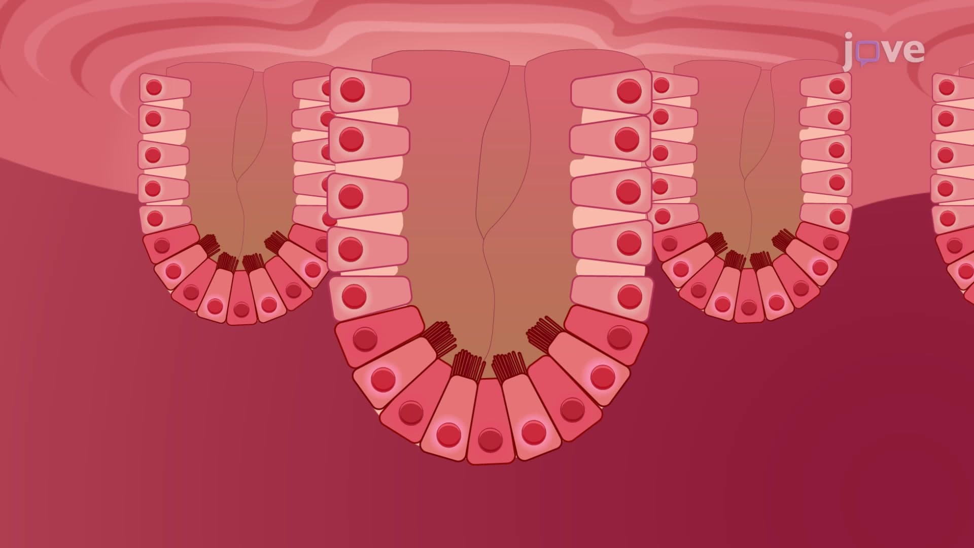 Intestinal Crypts Isolation: A Method to Isolate Whole Crypts from Small Intestine of Murine Model