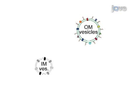 Method for the Isolation of Francisella tularensis Outer Membranes